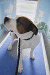 Dave - At shelter