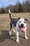 Dave - At shelter