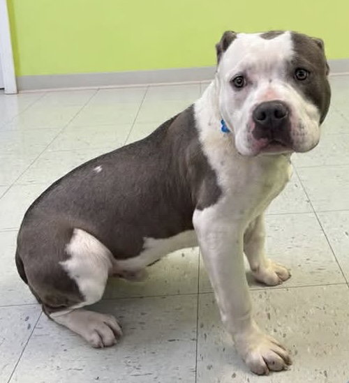 Davey: At shelter