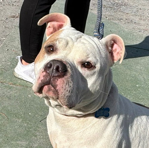 Lola - At shelter