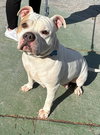 Lola - At shelter