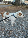 Lola - At shelter