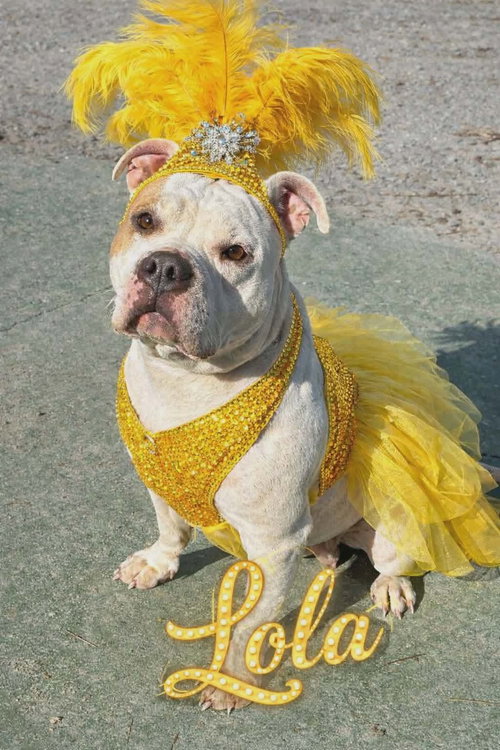 Lola:  At shelter