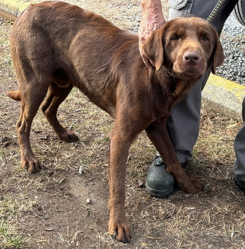 Tango: At shelter available 1/12