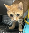 Sissy: Not at Shelter (Maia)
