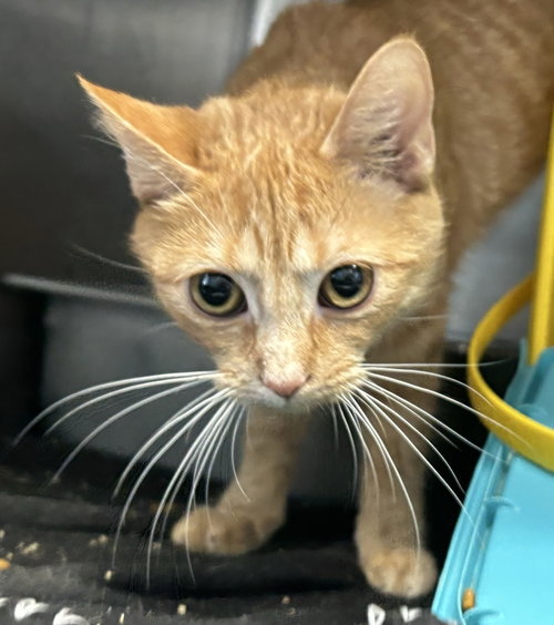 Sissy: at the shelter