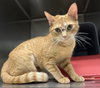 Sissy: Not at Shelter (Maia)