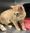 Sissy: Not at Shelter (Maia)