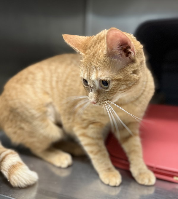 Sissy: Not at Shelter (Maia)