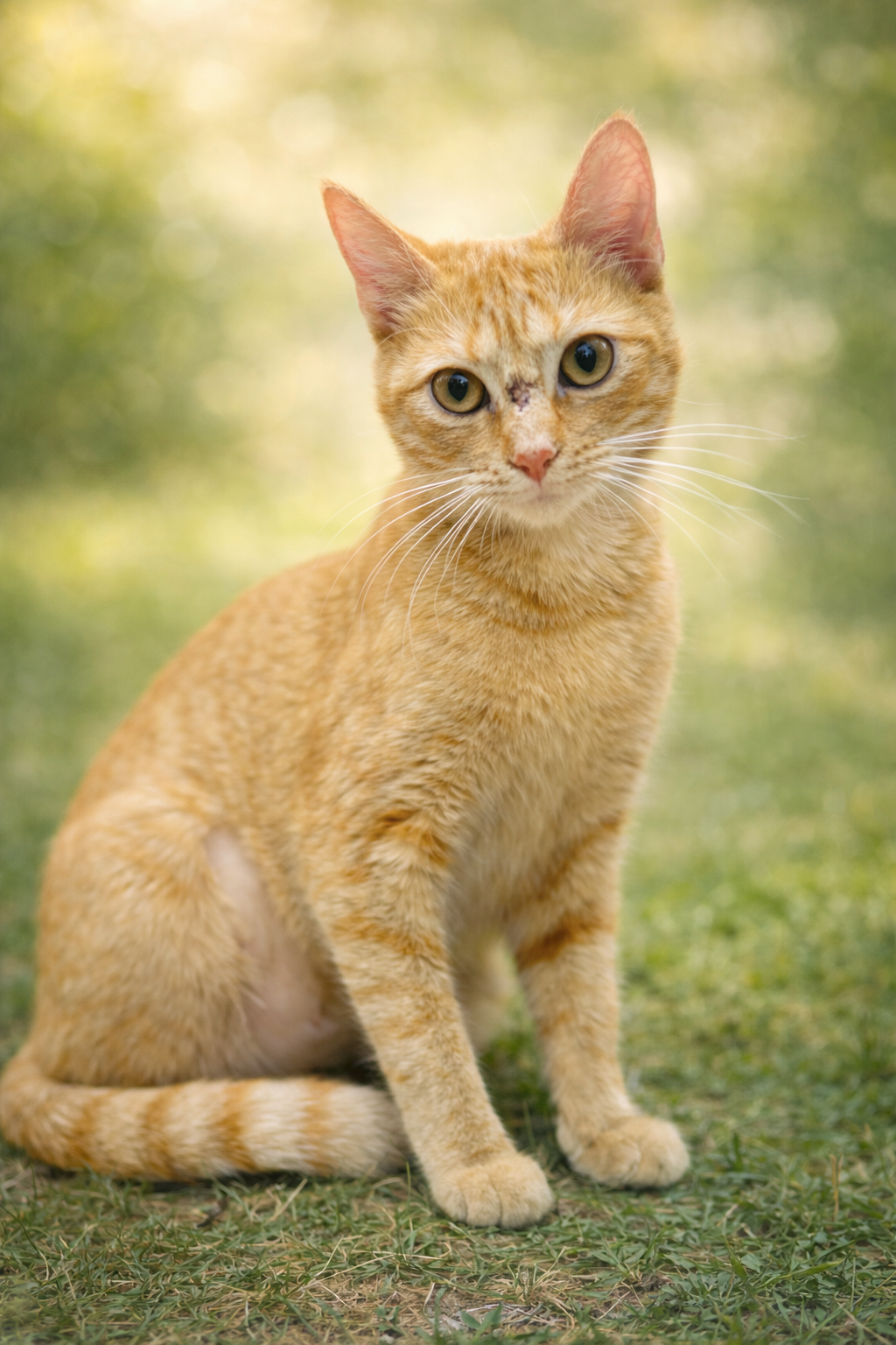 Sissy: Not at Shelter (Maia) Image