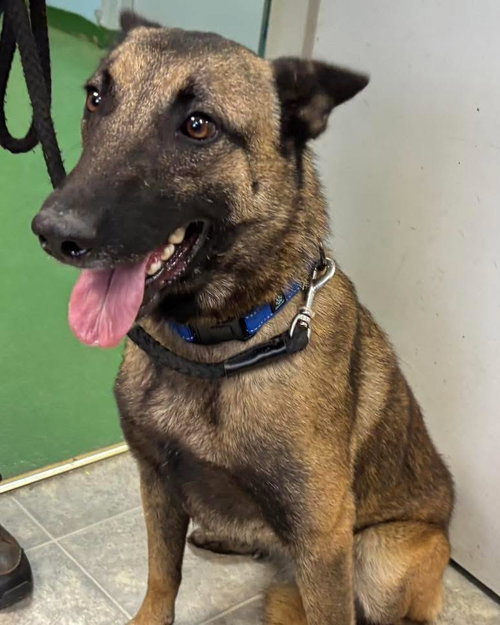 Nola - At shelter available 1/12