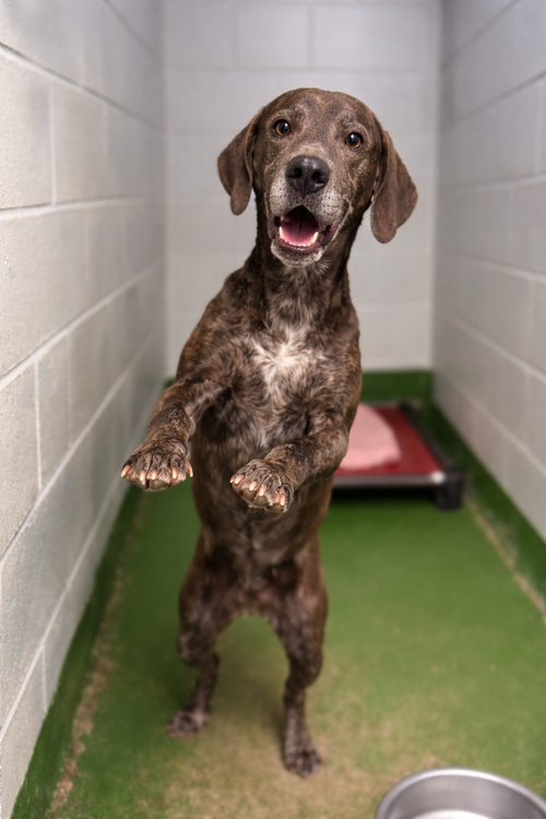 Ozzie- At shelter available 1/14