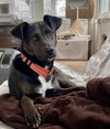 Luca:  Not at Shelter (Cari)