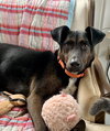 Luca:  Not at Shelter (Cari)