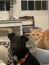 Luca:  Not at Shelter (Cari)