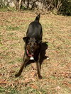 Luca:  Not at Shelter (Cari)