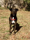 Luca:  Not at Shelter (Cari)