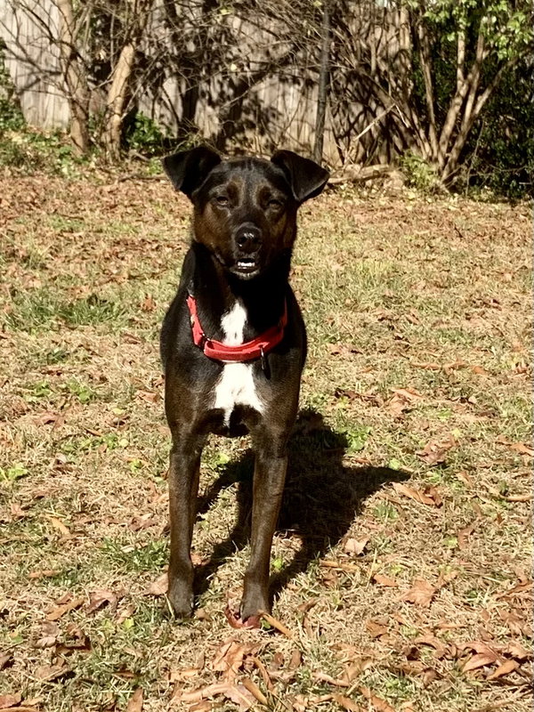 Luca:  Not at Shelter (Cari)