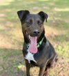Luca:  Not at Shelter (Cari)