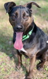 Luca:  Not at Shelter (Cari)