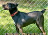 Luca:  Not at Shelter (Cari)
