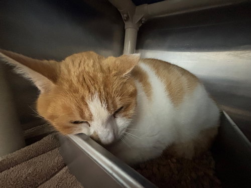 Waffle - At shelter