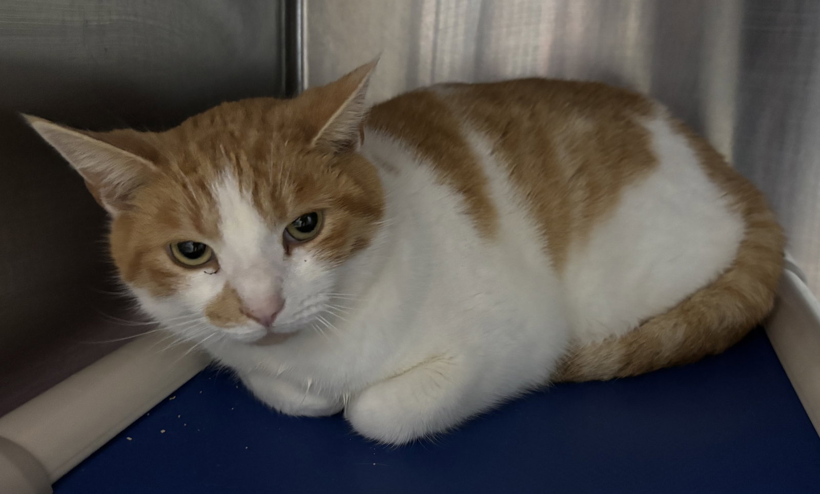 Waffles: Not At shelter (Barbe) Image