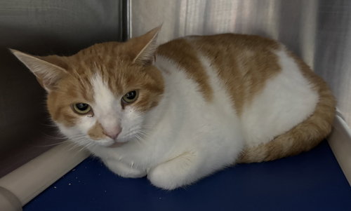 Waffles: At shelter