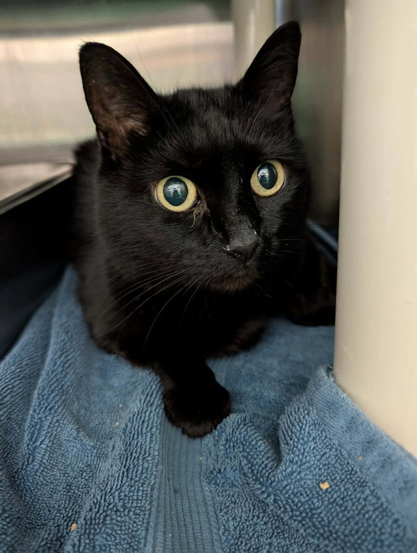 Moonie: Not at shelter (Kendra)