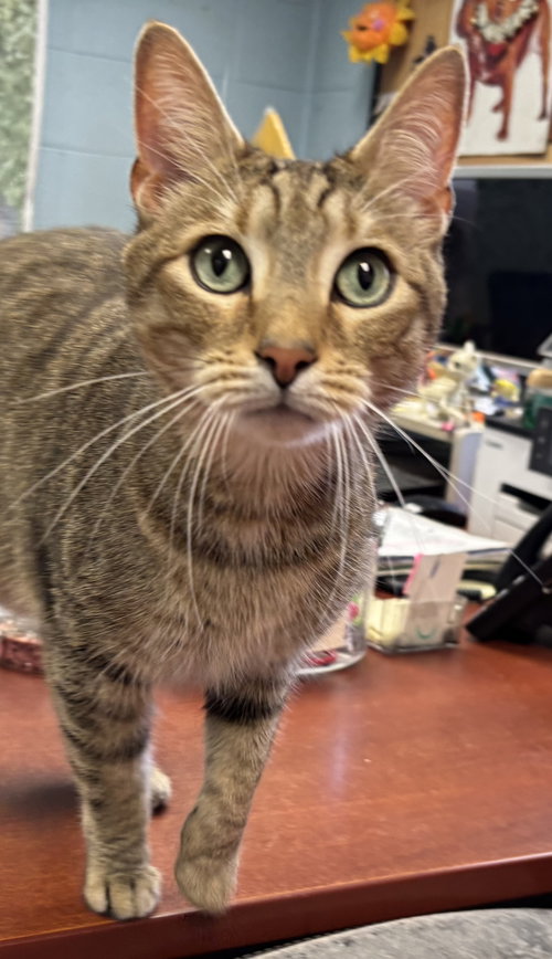 Braken: At Shelter