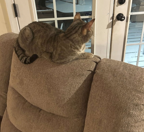 Braken: Not at Shelter (Ann B)