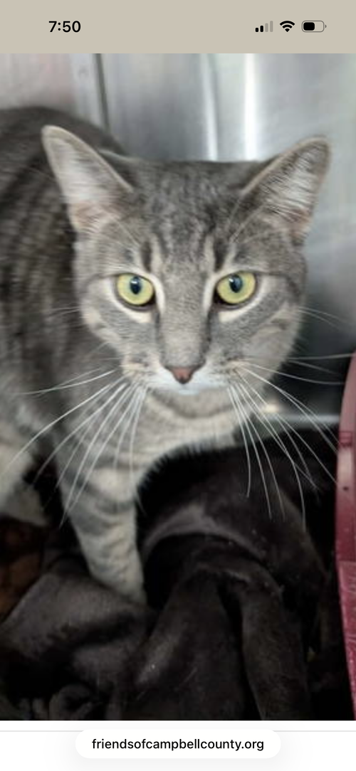 Kevin: Visit at Petsmart Lynchburg