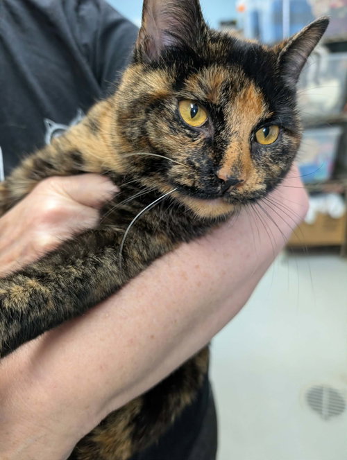 Roxie - At shelter