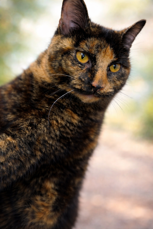 Roxie - At shelter