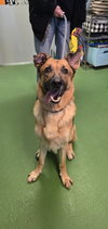 Brody - At shelter