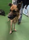 Brody - At shelter