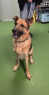 Brody - At shelter