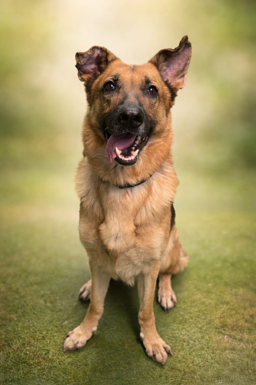 Brody - At shelter