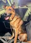 Brody: Not At shelter (Sierra)
