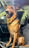 Brody: Not At shelter (Sierra)