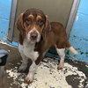 Scamp - At shelter available 1/16