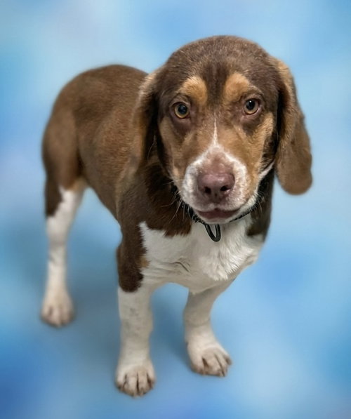 Scamp - At shelter available 1/16