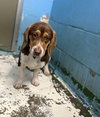 Scamp - At shelter available 1/16