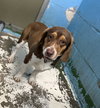 Scamp - At shelter available 1/16