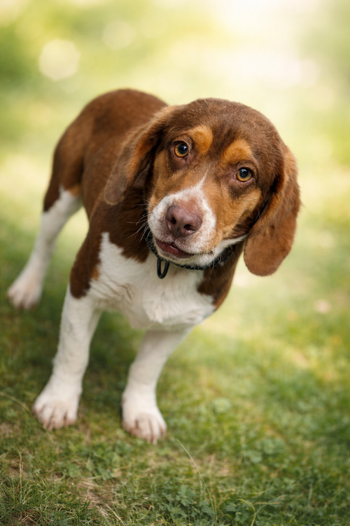 Scamp: Not At shelter available 1/16- Sharri