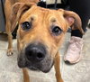 Foxy: at the shelter, available 1/18