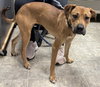 Foxy: at the shelter, available 1/18