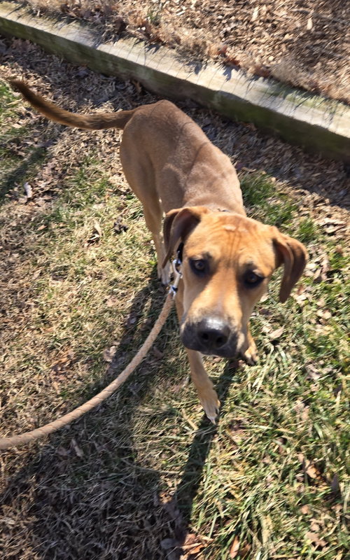 Foxy: at the shelter