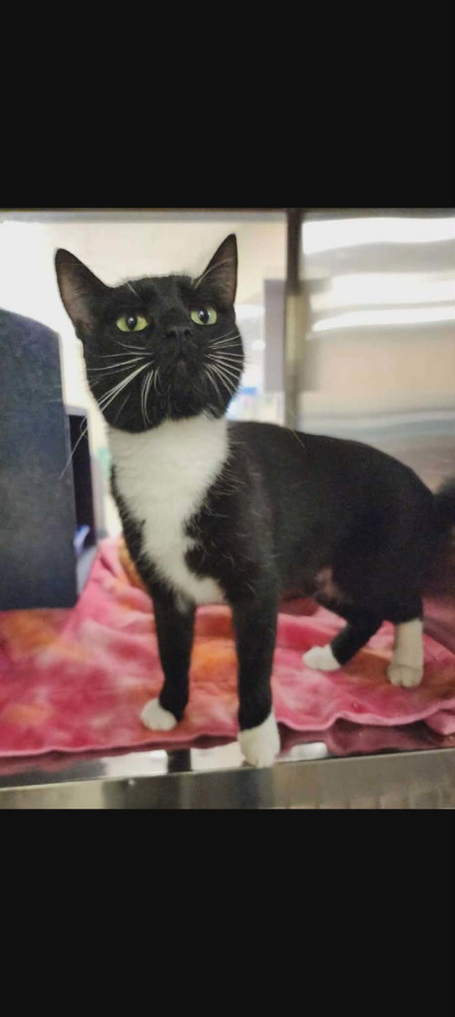 Harley Quinn: visit at Petsmart Lynchburg