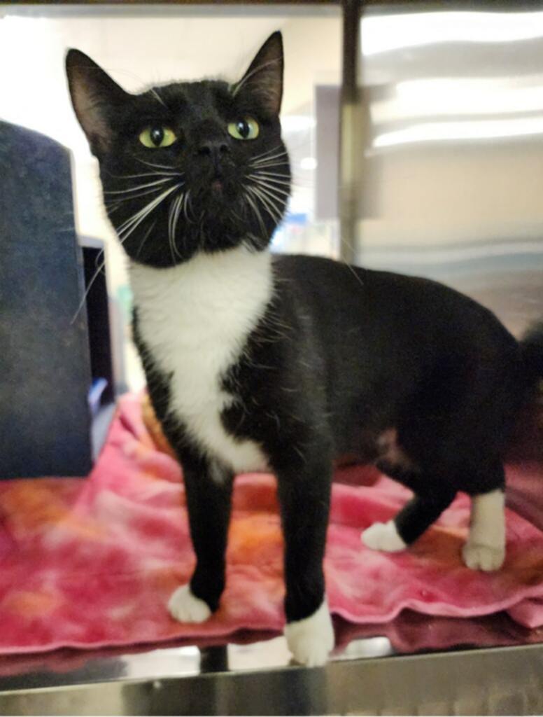 Harley Quinn: visit at Petsmart Lynchburg Image